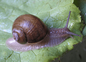 Pest detection applications