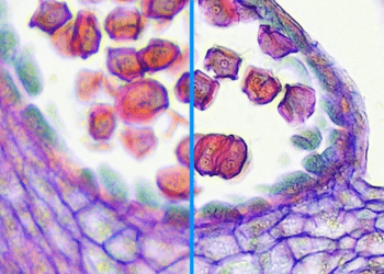 cell inspection applications